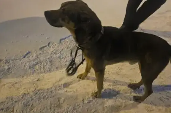 Найдена собака, Новосибирск, фото: Собака найдена: пр. Дзержинского, 7, Нск