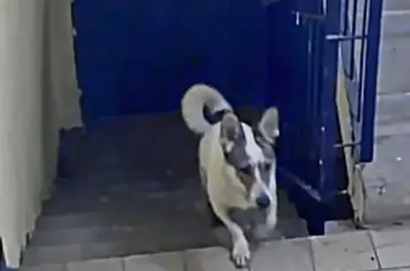 Найдена собака, Саратов, фото: Собака найдена: ул. Тархова, Саратов