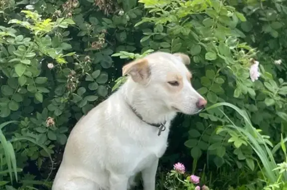 Пропала собака, Декоративная 24, Хабаровск