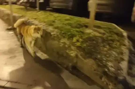 Найденные животные Московский, фото: Акита найдена на Радужной, 14 к1, Москва