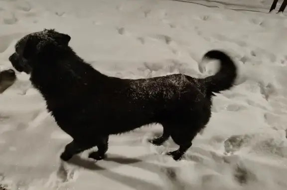 Объявления о пропавших и найденных животных, Екатеринбург, фото: Собака найдена, ул. Вилонова, Екатеринбург