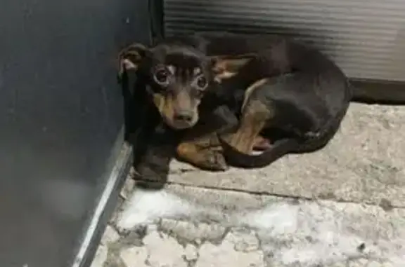 Найдена собака, Красноярск, фото: Той-терьер найден на Тотмина, 22, Красноярск