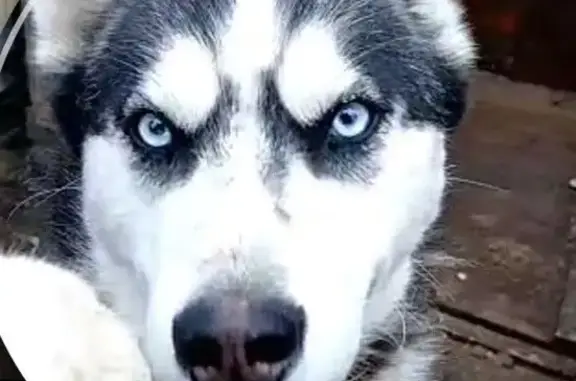 Пропала собака в р. Вороновка, СНТ Водоканал