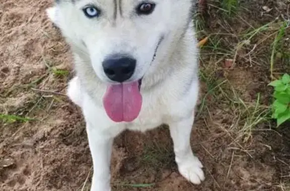 Пропала собака, ул. 9П, 24А, Нижневартовск