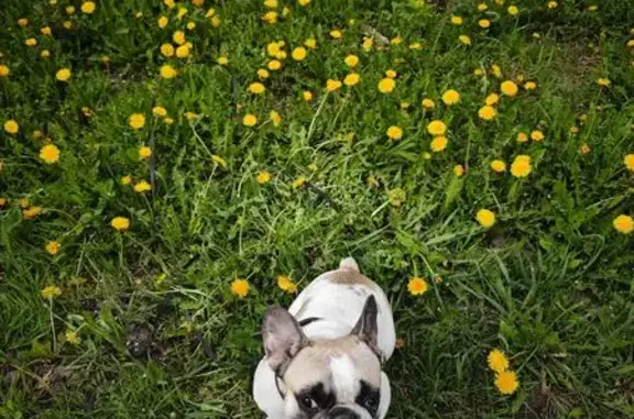 Пропала собака, Октябрьская ул., 1, Супонево