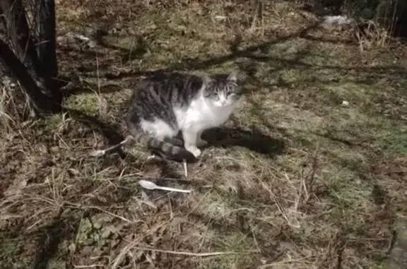 Найдена кошка, Калининград, фото: Кошка найдена, пл. Калинина, Калининград