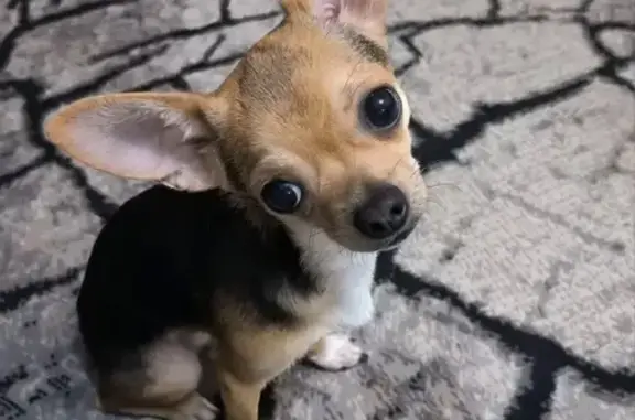 Пропала собака, Краснооктябрьская 21