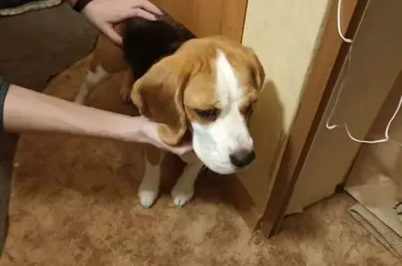 Объявления о пропавших и найденных животных, Северодвинск, фото: Собака найдена: ул. Капитана Воронина, 26