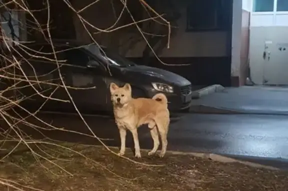 Найдена собака, Москва, фото: Найдена собака, Ореховый проезд, Москва