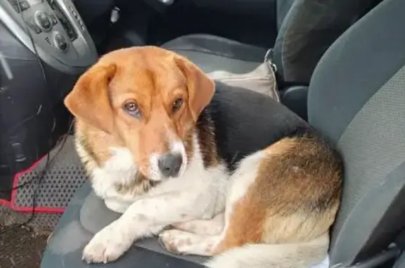 Найдена собака, Копейск, фото: Собака найдена на дороге, Копейск, Иртыш