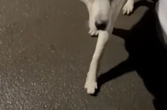 Объявления о пропавших и найденных животных, Ростов-на-Дону, фото: Найден белый алабай, ул. Суворова, 62