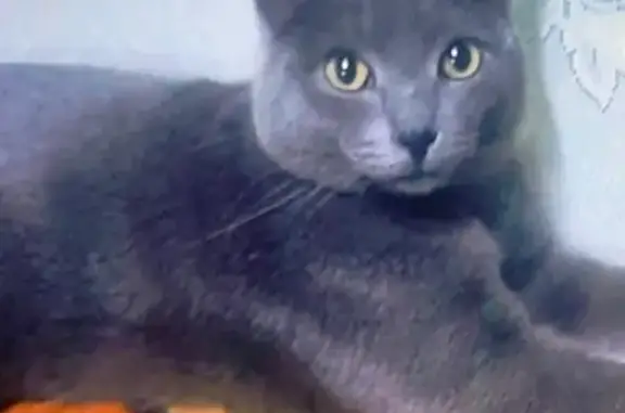 Пропала кошка, Чита, ул. Красноармейская