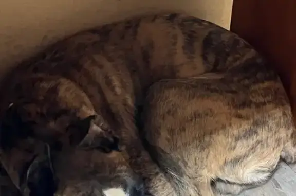 Найдена собака, Балашиха, фото: Щенок боксера найден: Промышленная 44