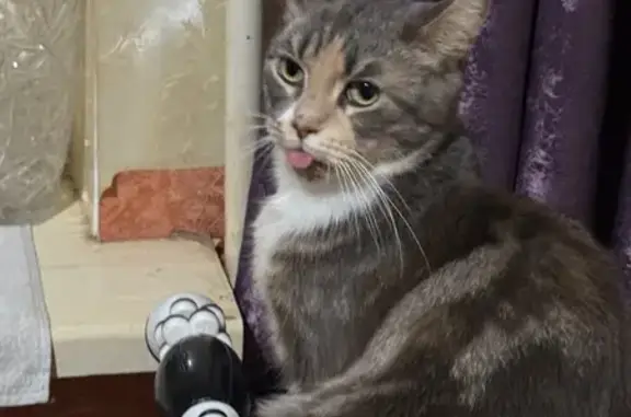 Пропала кошка, Дзержинского 62...