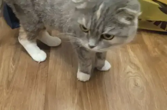 Найдена кошка, Тюмень, фото: Кошка найдена на Шишкова, 11, Тюмень