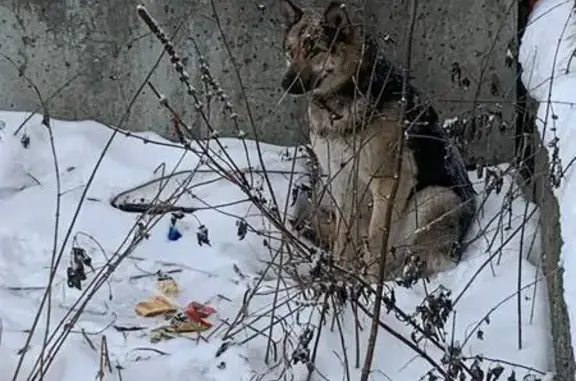 Собака найдена в Невьянске, Свердловская обл.