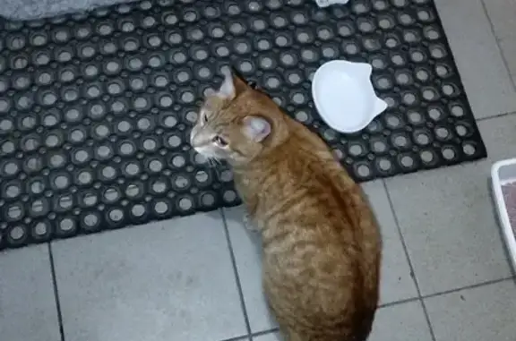 Найдена кошка, Егорьевск, фото: Кошка найдена: ул. Капитана Калинина, 15Б