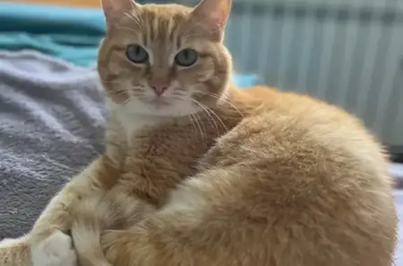 Пропала кошка, Мирный