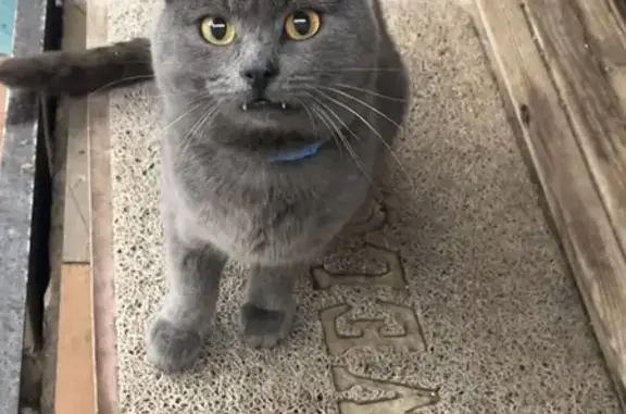 Найденные животные Кострома, фото: Серая кошка найдена на Красной Маёвке, 28Г