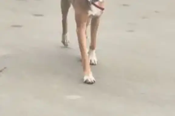 Найдена собака, Краснодар, фото: Собака найдена: ул. Лётчика Позднякова, 2 к17