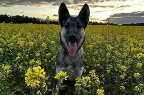 Пропала собака, Спасо-Преображенская 21