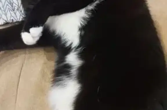 Найдена кошка, Томск, фото: Кошка найдена, пр. Мира 72/2, Томск