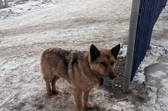 Найдена собака, Красноярск, фото: Ласковый пес найден на Белинского, 6