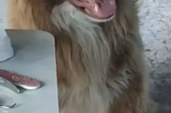 Пропала собака в переулке Бондарчука, Аксай