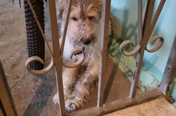 Найдена собака, Калининград, фото: Собака найдена: ул. Гайдара, 95, Калининград