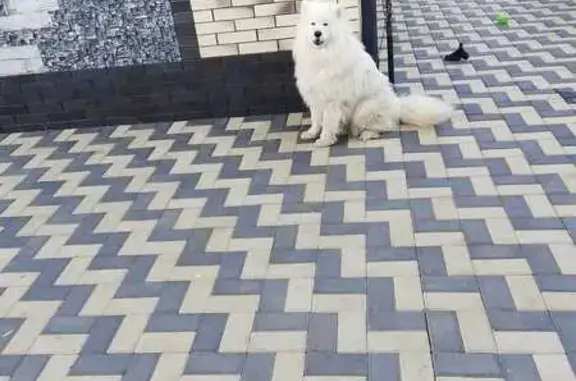 Пропала собака, Звёздная 17, Усманское