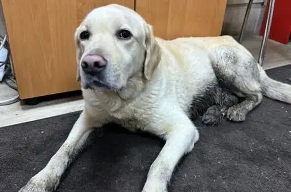 Найдена собака, Мытищи, фото: Собака найдена на Ярморочной, 7