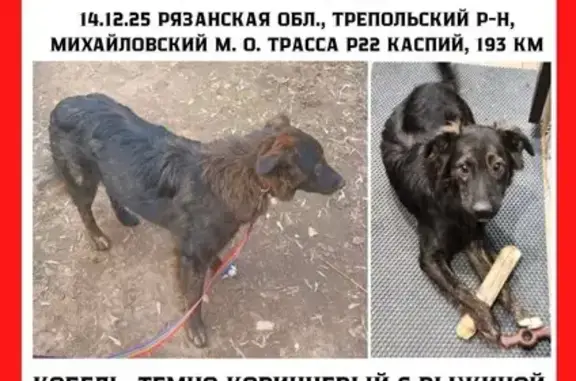 Пропала собака на трассе Р22, 193 км