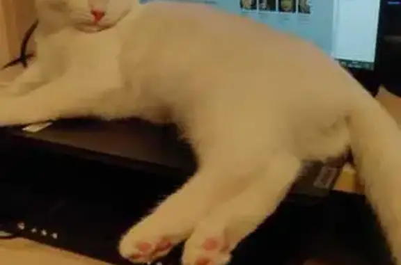 Пропала кошка, Киреевск