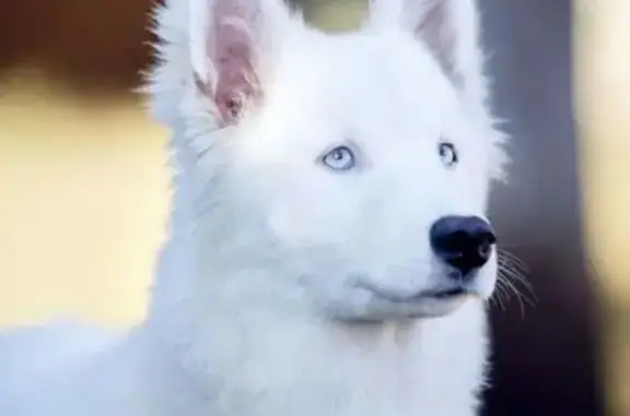 Объявления о пропавших и найденных животных, Вологда, фото: Пропала собака, ул. Клубова 5, Вологда