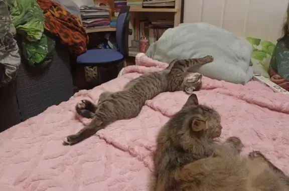 Кошки потеряшки, Бородино, фото: Потеряшка кошка, Бородино, ул. 7