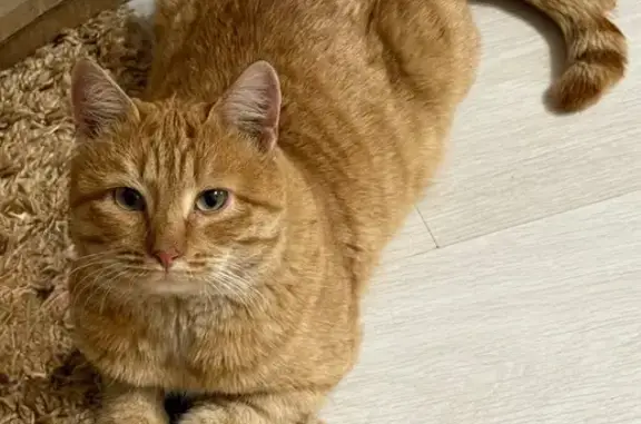 Найдена кошка, Тверь, фото: Кошка найдена на ул. Коноплянниковой, 104