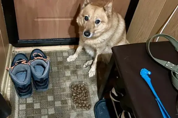 Найдена собака, Апатиты, фото: Собака найдена: ул. Бредова, Апатиты