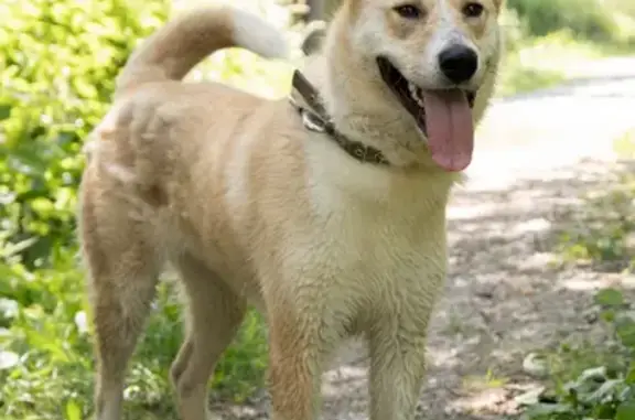 Пропала собака в Менделеево, Пермский край