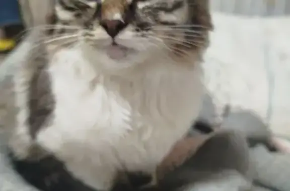 Найдена кошка, Орёл, фото: Котёнок найден у Перекрёстка, Гагарина 51