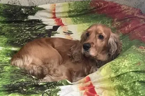 Пропала собака у д. Худорожкина