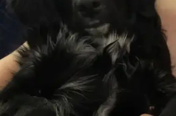 Пропала собака на Парковой, 50, Бийск