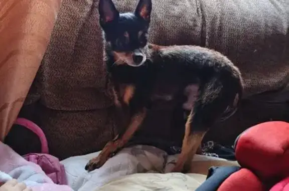 Найдена собака, Тула, фото: Найден пёс, Арсенальная 24, Тула