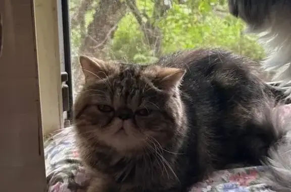 Пропала кошка на Лётной улице, Тула