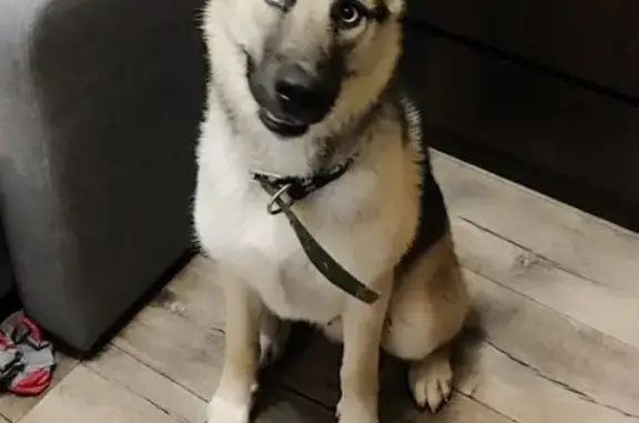 Метис хаски найден на Тракторн...