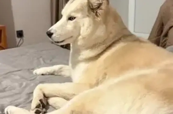 Пропала собака в СНТ Звездочка, Йошкар-Ола