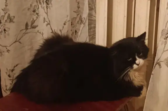 Пропала кошка на Чичеринской, 3 к2