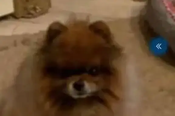 Объявления о пропавших и найденных животных, Москва, фото: Пропал шпиц, ул. Миклухо-Маклая, Москва