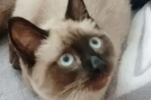 Объявления о пропавших и найденных животных, Бийск, фото: Пропала сиамская кошка, Бийск, ул. Социалистическая, 56