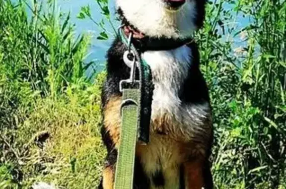 Пропала собака, Новокузнецк, ищем 2 года