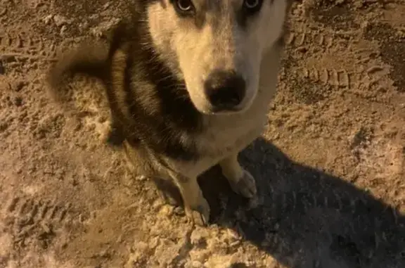 Хаски найден: Оренбургская ул,...